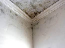 Atkins, VA Mold Prevention & Removal  Company